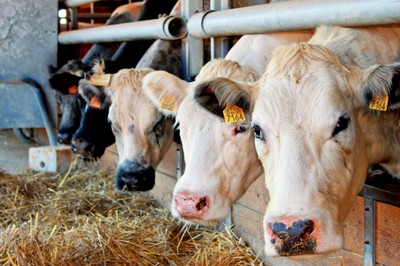 Les vaches de la ferme Grevillot à Brebotte