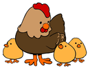 Image poussins et poule