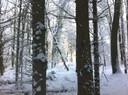 Beaux arbres dans la forêt