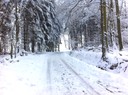 Forêt en sortie vers Riespach