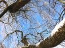 Le ciel bleu dans le froid de janvier 2011 sous le saule