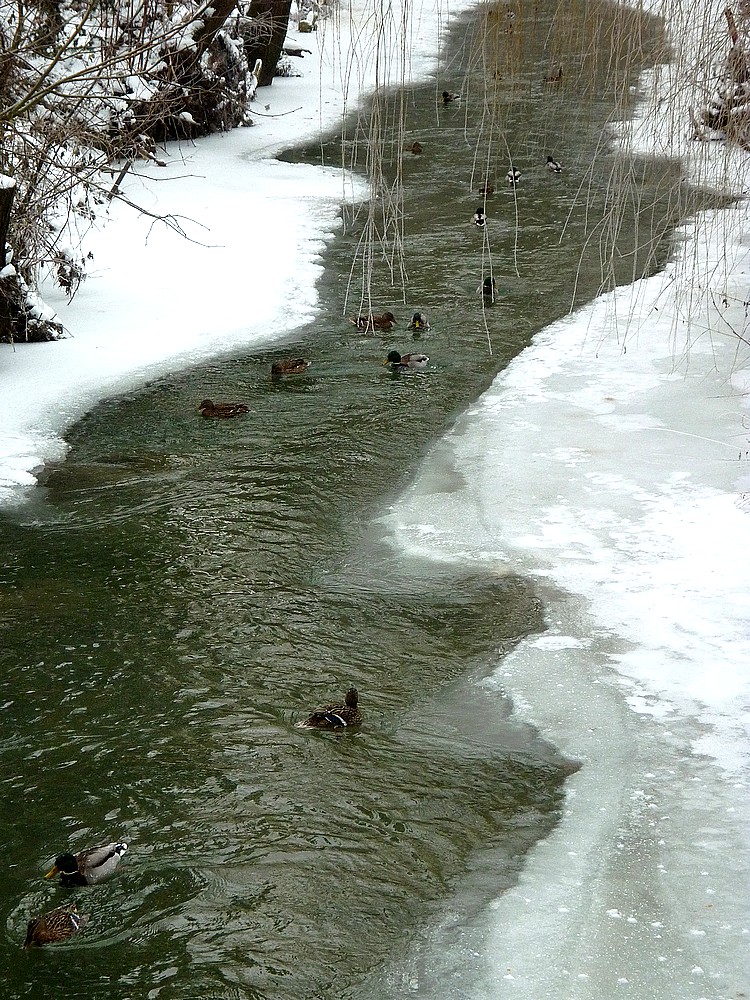 Canards colverts sur l'Ill presque gelée à Waldighoffen-photo R.Minery-7 fév 12