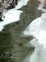 Canards colverts sur l'Ill presque gelée à Waldighoffen-photo R.Minery-7 fév 12