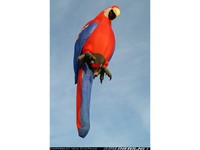 Montgolfières incroyables (36)