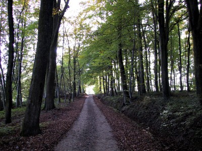 La forêt de Waldighoffen
