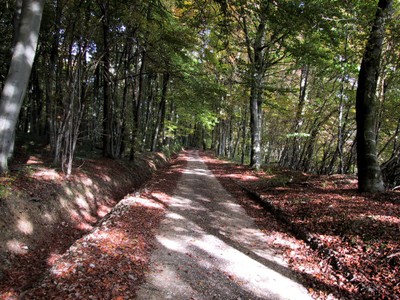 Chemin forestier sur les hauteurs de Waldighoffen