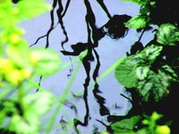 Reflets dans l'eau à Waldighoffen