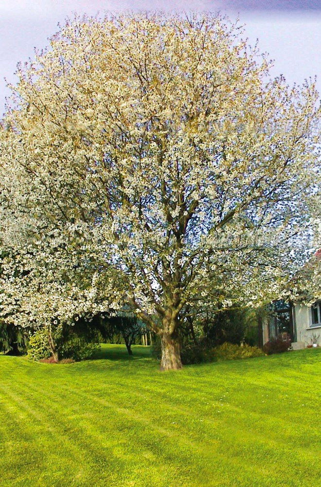 Cerisier en fleurs à Waldighoffen