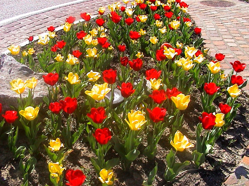 Tulipes sur le rond point de Waldighoffen