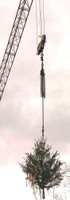 La grue installe le sapin sur le Forum en travaux