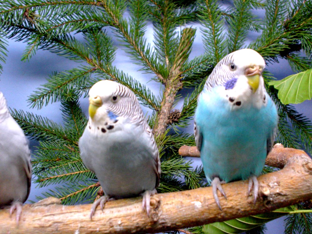 Exposition d'oiseaux