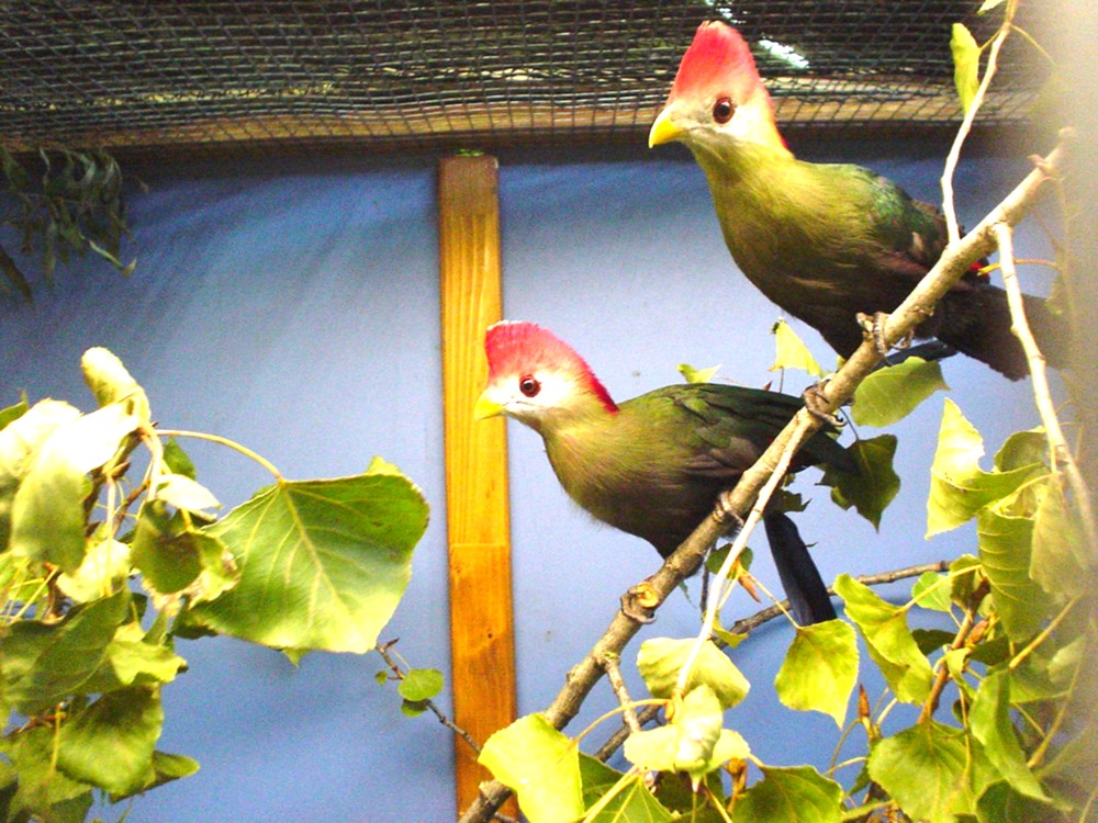 Exposition ornithologique