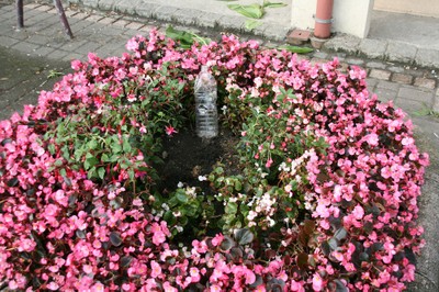 Parterre de fleur saccagé à Waldighoffen