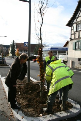 Mise en terre d'un arbre à Waldighoffen - les ouvriers et l'Adjoint