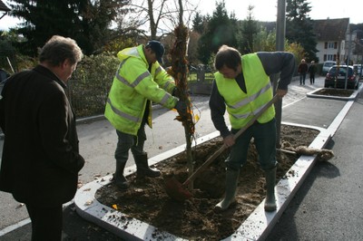 Mise en terre d'un arbre à Waldighoffen.JPG