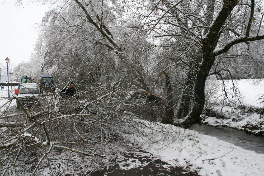 Chute d'arbre à Waldighoffen