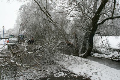 Chute d'arbre à Waldighoffen