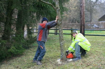 Coupe d&rsquo;arbre au Sonnenglantz à Waldighoffen