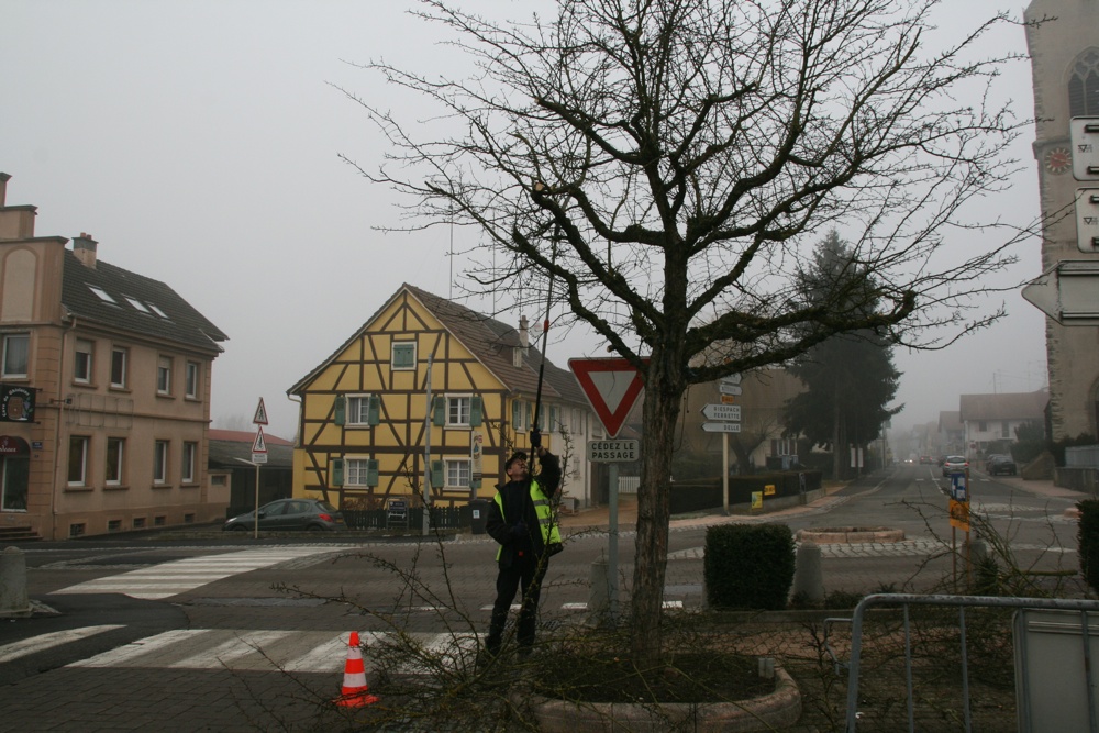 Coupe d'arbres sur la place de la Mairie de Waldighoffen