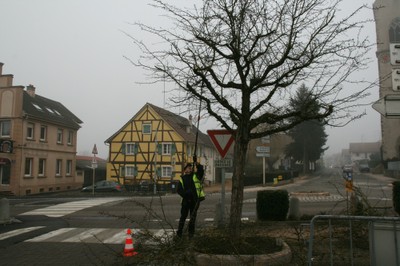 Coupe d'arbres sur la place de la Mairie de Waldighoffen