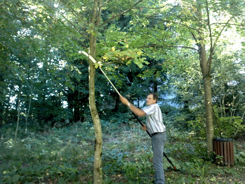 Taille d'arbre autour du réservoir de la rue de Ferrette - Philippe
