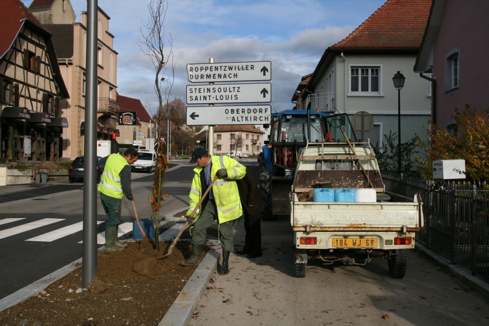 Finition de la plantation d'un arbre à Waldighoffen.jpg