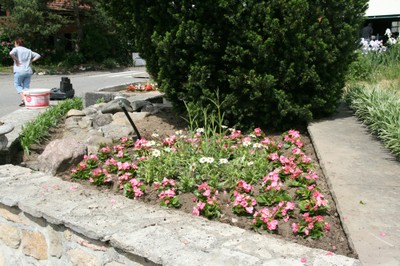 Fleurissement fontaine presbytère fleurs roses mai 2011
