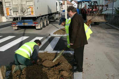 Installation d'un arbre à Waldighoffen.JPG
