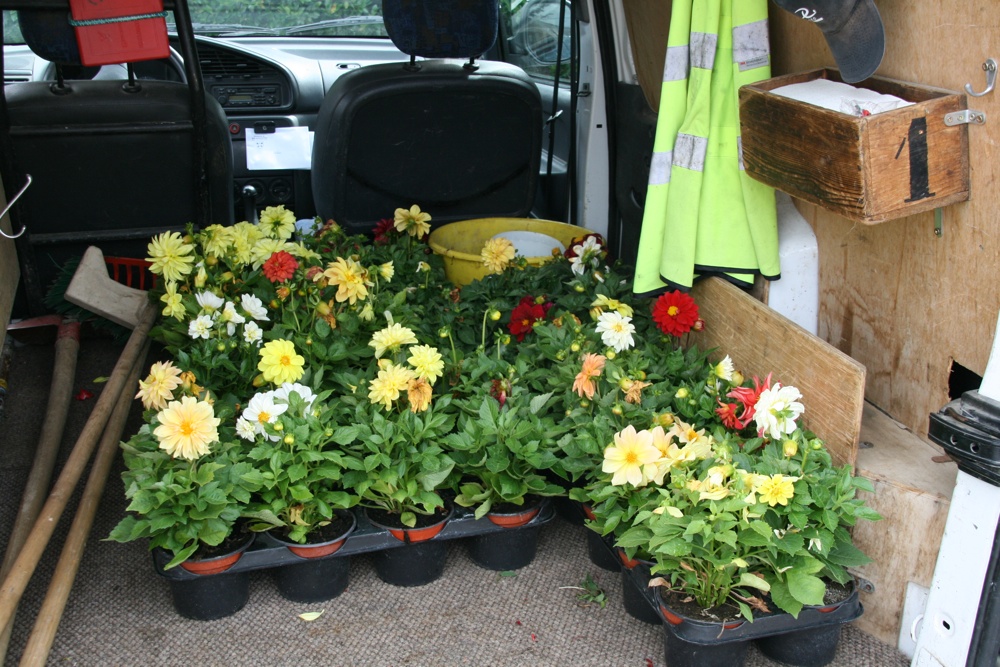 Les dahlias dans le coffre de la voiture des ouvriers de Waldighoffen