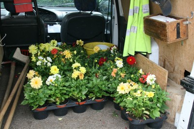 Les dahlias dans le coffre de la voiture des ouvriers de Waldighoffen