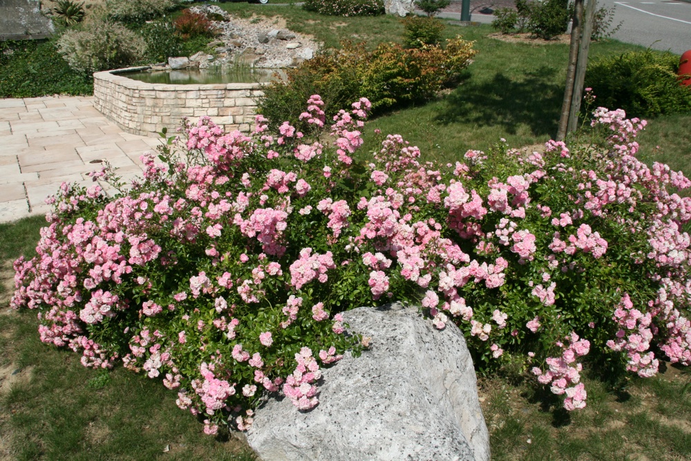 Massif de rosiers au site Lang à Waldighoffen 2011