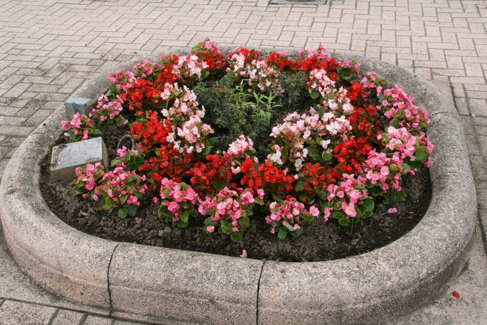 Massif rose et rouge place Jeanne d'Arc à Waldighoffen - 2011