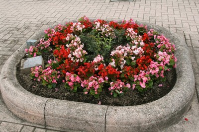 Massif rose et rouge place Jeanne d'Arc à Waldighoffen - 2011