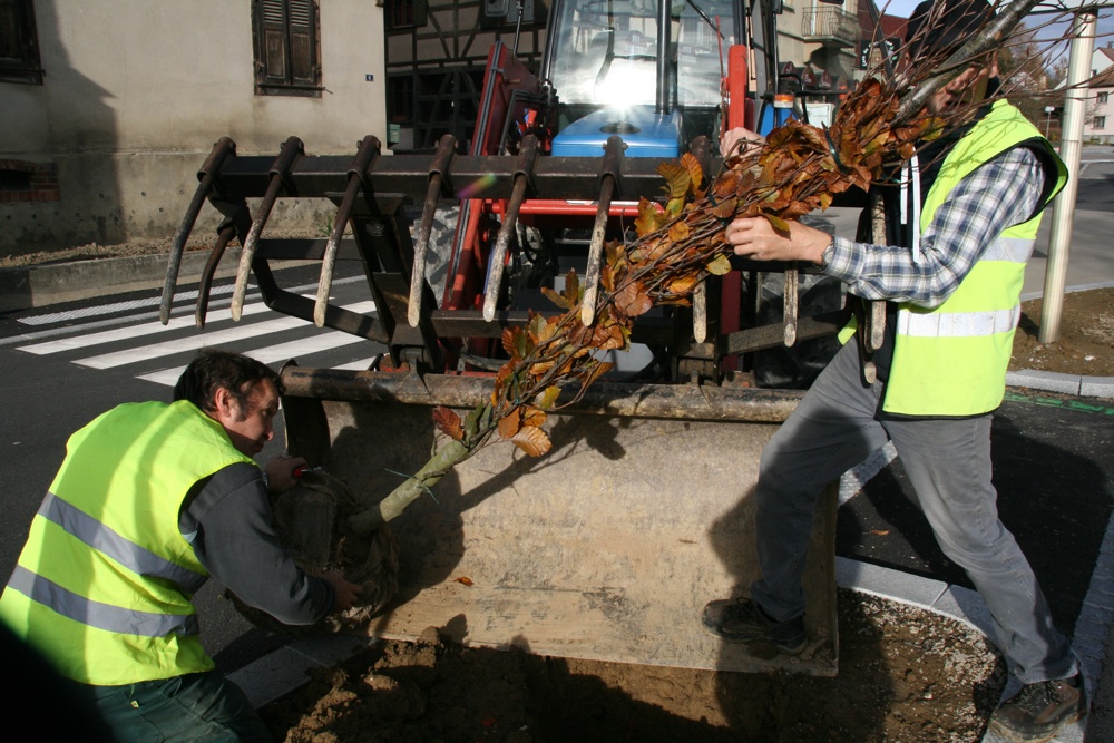 Pascal et Philippe pendant l'installation d'un arbre à Waldighoffen