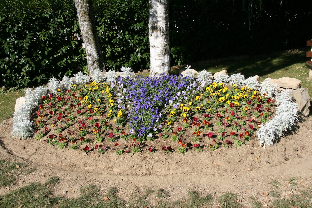 Pensées motif en V au cimetière