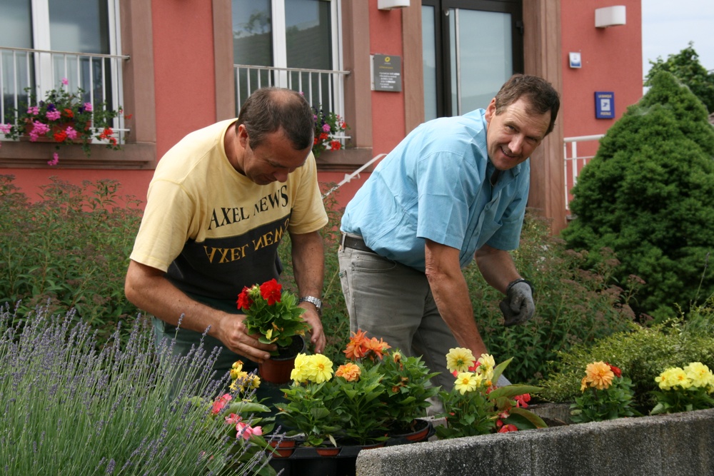 Philippe et Pascal en train de planter les dahlias devant la Mairie de Waldighoffen