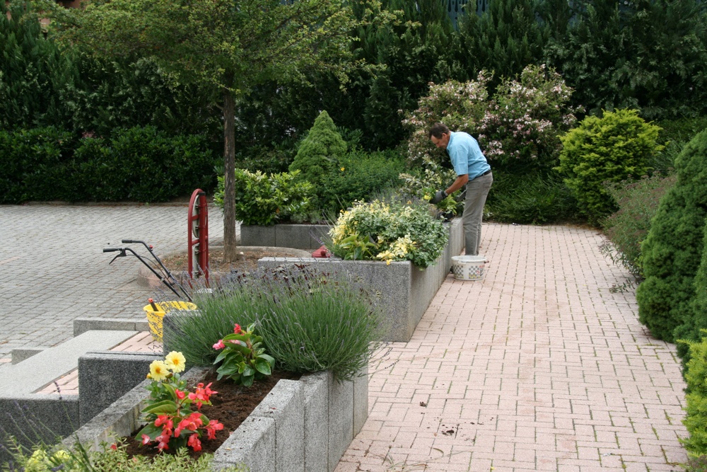 Philippe pendant la plantation des dahlias devant la Mairie de Waldighoffen