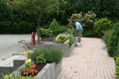 Philippe pendant la plantation des dahlias devant la Mairie de Waldighoffen