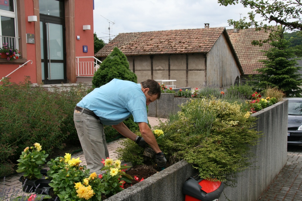 Philippe plante les dahlias devant la Mairie de Waldighoffen