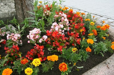 Photo d'un massif place Jeanne d'Arc à Waldighoffen - 2011
