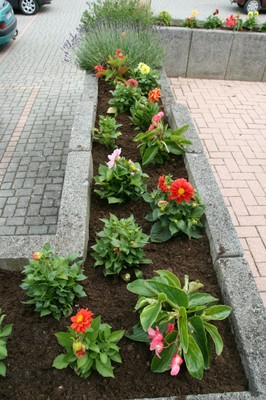 Photo des dahlias plantés à Waldighoffen