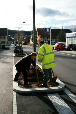 Préparation du trou pour l'arbre à Waldighoffen