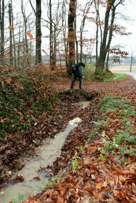 Le ratissage manuel des feuilles mortes dans la forêt de Waldighoffen