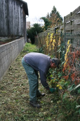 Sentier rue de Bâle à Waldighoffen le 4 novembre 2010 - 2