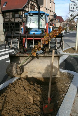Tracteur amenant l'arbre vers le trou à Waldighoffen