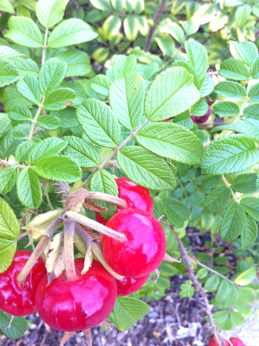 La rue du 19 nov : les fruits du rosier du Japon