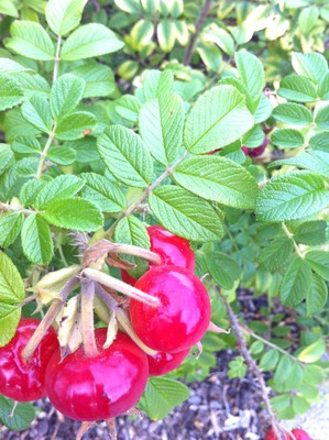 La rue du 19 nov : les fruits du rosier du Japon