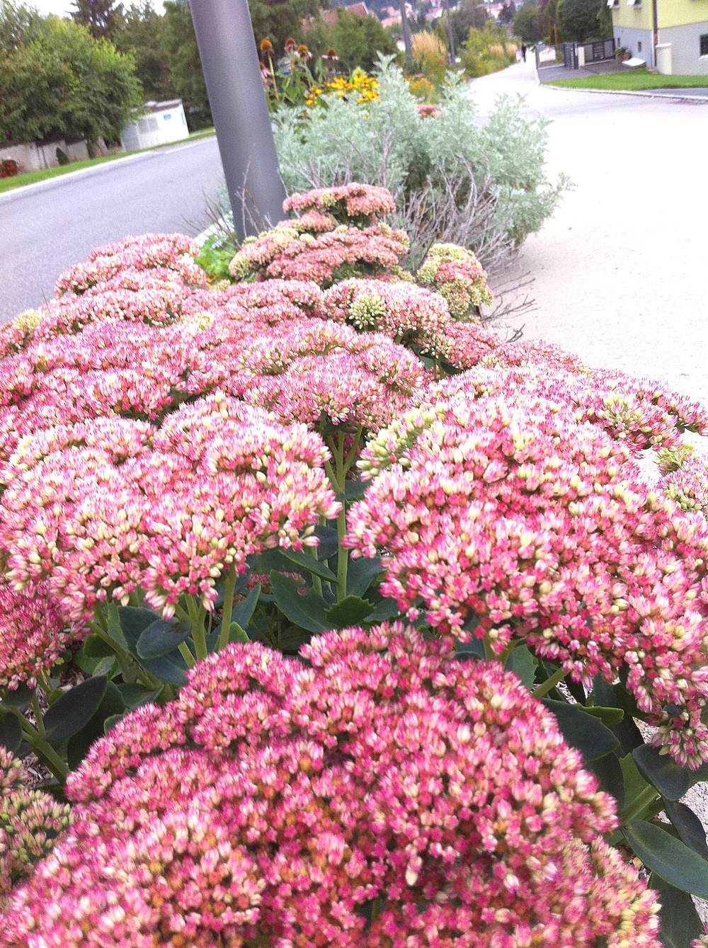 La rue du 19 nov : les sedum dans toute leur beauté automnale
