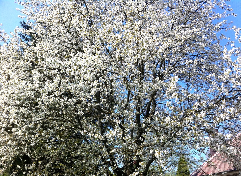 Cerisier en fleurs