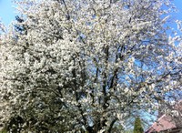 Cerisier en fleurs